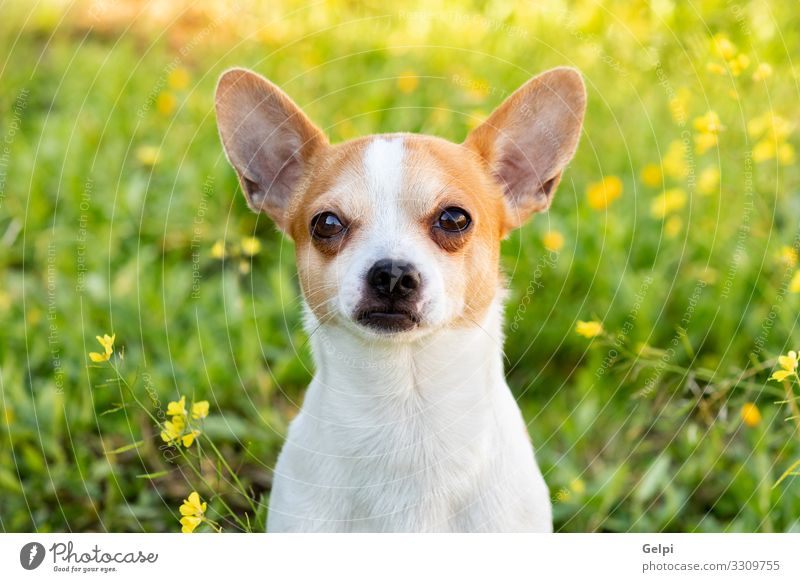 Funny white Chihuahua with big ears Joy Face Camera Friendship Animal Flower Blossom Pet Dog Sit Small Cute Brown White Chihuahua Desert Breed Mammal Domestic