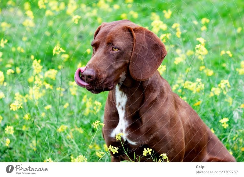 Beautiful Brown Braco German Shorthair Animal Flower Meadow Fur coat Pet Dog Large Small White Pure many Breed german braco isolated Purebred pup head Mammal
