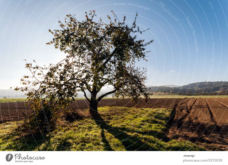 Apple tree on field Arable land Summer Beautiful weather Cloudless sky Sunlight Shadow Agriculture Rural Field