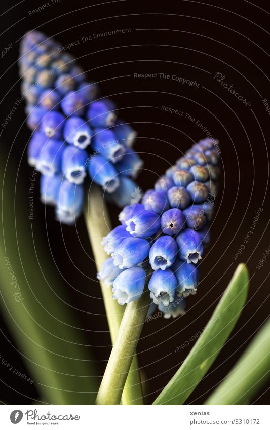 two blue grape hyacinths against a black background Flower Blossom Muscari Blossoming Small Blue Green Black 2 xenias Studio shot Close-up Detail
