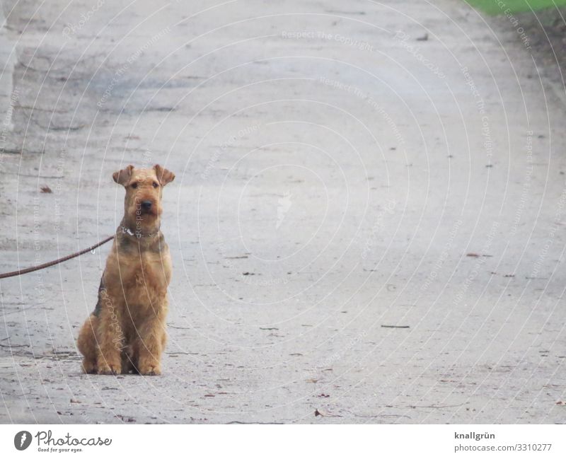 Airedale Terrier Animal Pet Dog 1 Sit Wait Brown Gray Dog lead Leashed Watchfulness Lanes & trails Colour photo Exterior shot Deserted Copy Space right