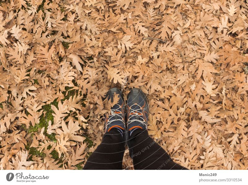 Human feet stepping on dry autumn leaves Beautiful Garden Feet Nature Plant Autumn Tree Leaf Park Forest Footwear Bright Natural Soft Brown Yellow Gold Red
