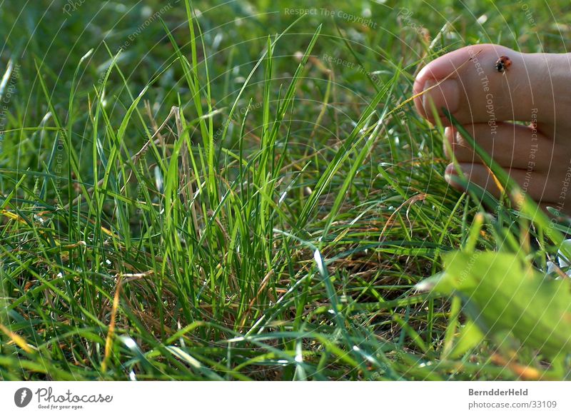 Foot in grass with beetle Grass Ladybird Toes Leaf Crawl Feet Nature Barefoot