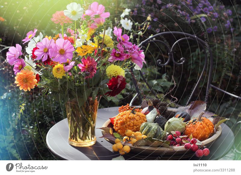 Ornamental pumpkins in a shallow bowl and a bouquet of flowers in a glass vase stand on a small metal table outside on the terrace Autumn Garden Dahlia Cosmea