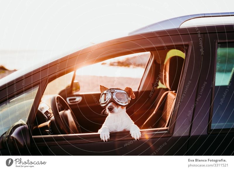cute dog traveling in a car wearing vintage goggles at sunset Jack Russell terrier Dog Car Vacation & Travel Trip Joy Cute Small Delightful Sunset Beach