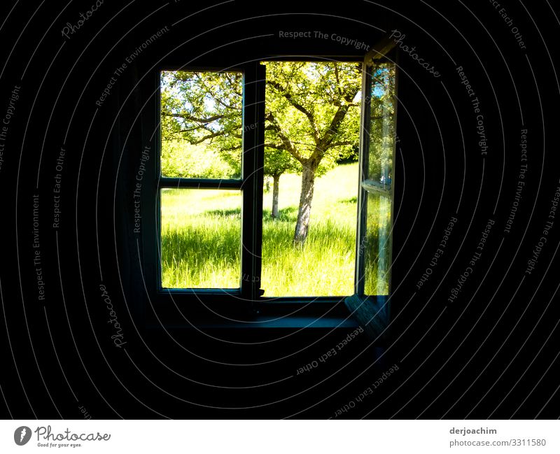 View into the garden through an old window from inside to outside, into the green garden ,with trees. Joy Relaxation Trip Living or residing Environment Summer