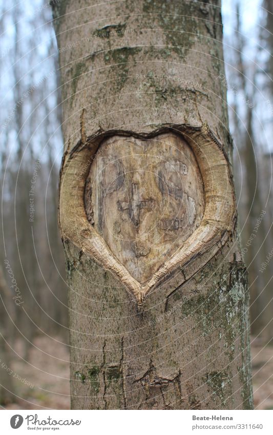 United forever: heart with initials P+S in tree bark Love Tree bark Heart scribe Exterior shot Nature Brown Sign Tree trunk Infatuation Forest Eternity