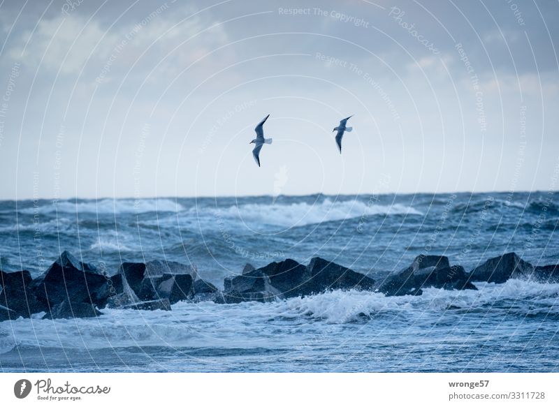 2 seagulls and sea Elements Earth Air Water Sky Autumn Bad weather Storm Gale Waves Coast Baltic Sea Animal Wild animal Bird Seagull Flying Threat Blue Ocean