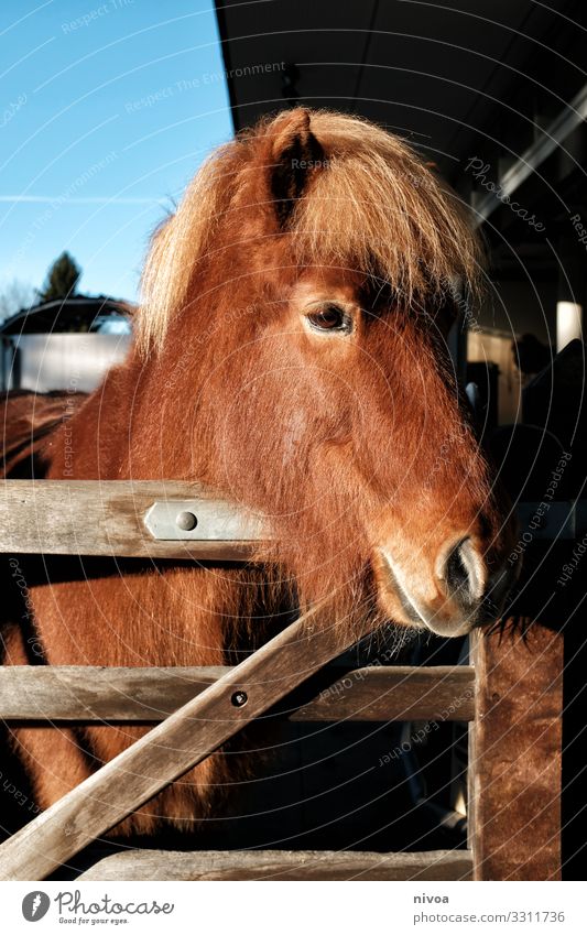 Icelandic horse chestnut Leisure and hobbies Ride Equestrian sports Environment Barn paddock Lanes & trails Animal Farm animal Horse Animal face Pelt Icelander