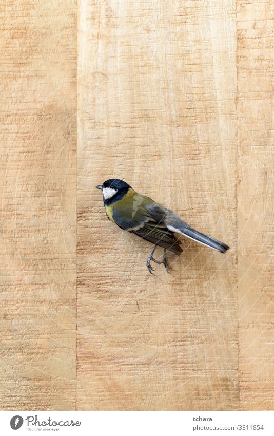 Small dead tit on an old wooden board Beautiful Garden Decoration Nature Animal Park Bird Wing Wood Old Natural Cute Wild Blue Yellow Death Colour insectivorous
