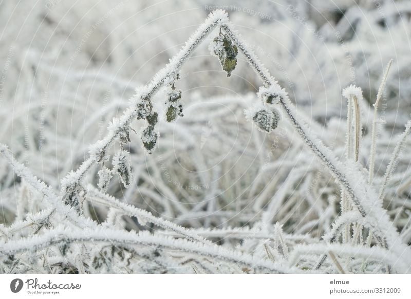 icy geometry Winter Ice Frost Grass Meadow Triangle White Spring fever Power Serene Calm Self Control Hope Contentment Bizarre Design Nature Network Transience