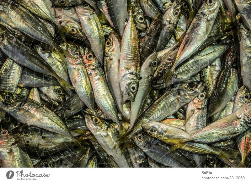 Fish pattern background. Food Seafood sardines Nutrition Healthy Healthy Eating Wellness Life Leisure and hobbies Fishing (Angle) Vacation & Travel Tourism