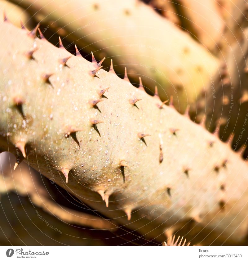abstract leaf of cactus plant and light Exotic Beautiful Life Summer Garden Decoration Wallpaper Gardening Nature Plant Flower Cactus Leaf Growth Fresh Small