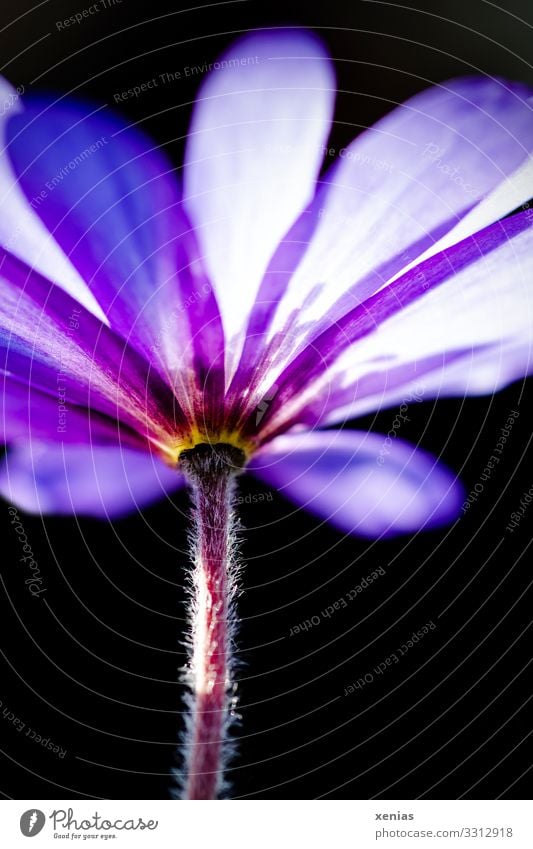 violet anemone from the frog's eye view Spring Flower Blossom Anemone Spring flower Garden Blossoming Beautiful Small Violet Black radiation anemone