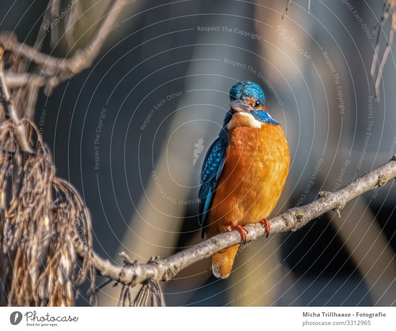 In the gaze of the kingfisher Environment Nature Animal Sun Sunlight Beautiful weather Lakeside River bank Wild animal Bird Animal face Wing Claw Kingfisher