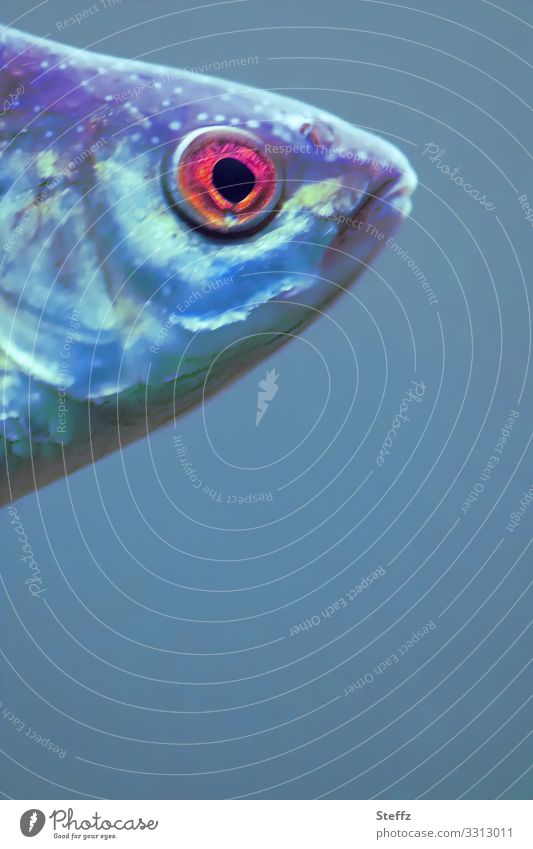 fisheye Fisheye red eye Fish head round eye Fish mouth Eyes Observe Looking encounter Encounter Monitoring in view differently look look down from above