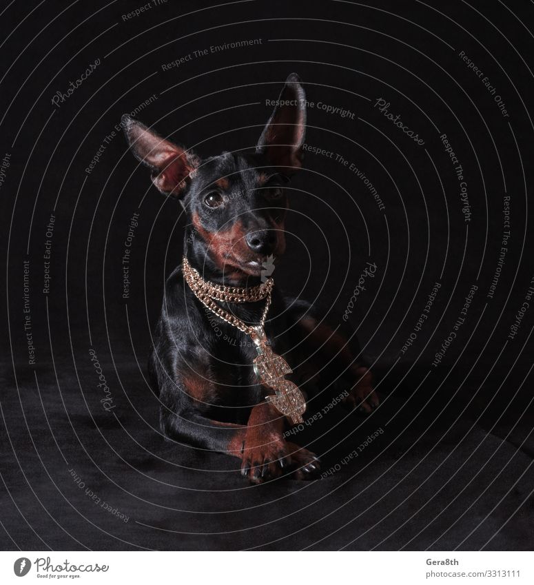 black and tan miniature pinscher puppy Animal Pet Dog Metal Rich Gold big black background Breed Crossed crystal flash glamour gold chain gold pendant Hip-hop