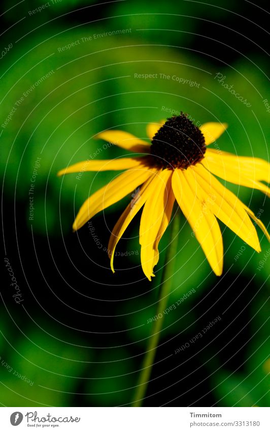 A sun hat is good for today Rudbeckia Flower Plant Blossom 1 Yellow Green Dark luminescent Nature Summer warm Garden Deserted Shallow depth of field
