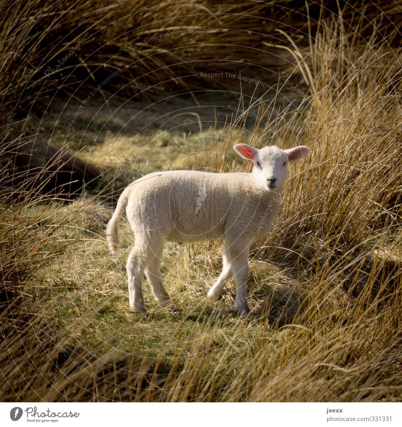 Young model Nature Landscape Meadow Farm animal Sheep 1 Animal Baby animal Observe Looking Colour photo Subdued colour Exterior shot Deserted Day Contrast