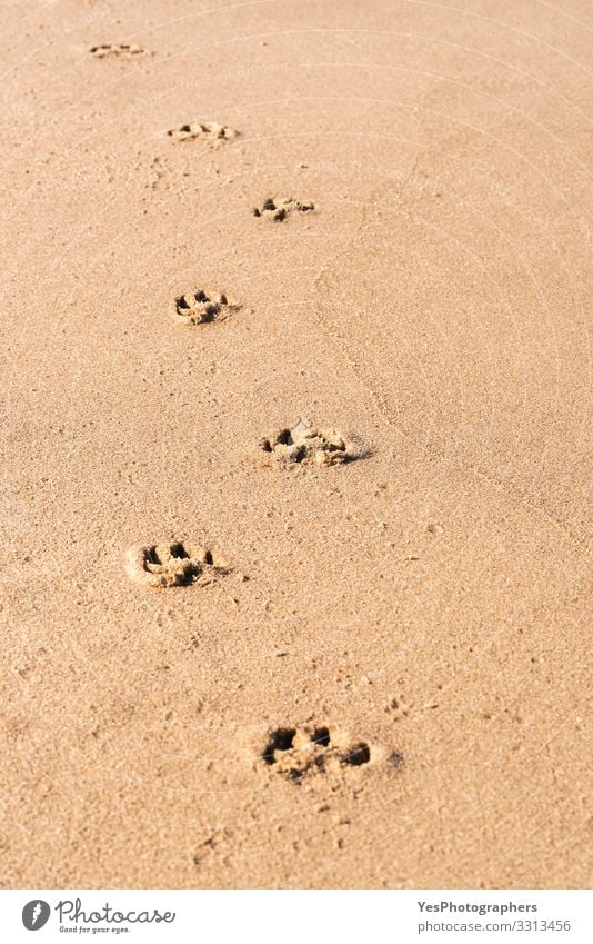 Dog footprints on the wet sand. Animal footsteps on the beach Relaxation Vacation & Travel Freedom Summer Beach Hiking Nature Sand Climate change