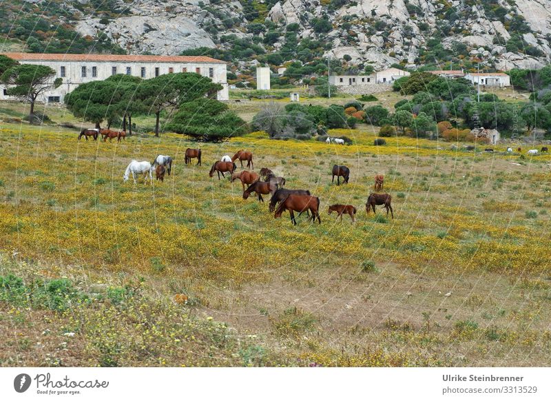 Wild horses on the Sardinian island of Asinara equus ferus Nature reserve National Park nature conservation Herd Animal protection Free-living naturally