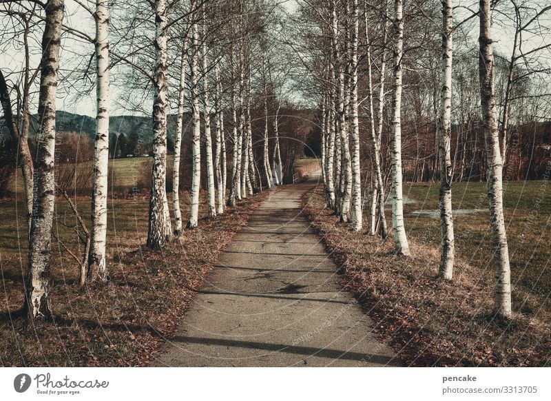 symmetrie | birkenallee Bäume Birken Allee symmetrisch Weg Fussweg parallell