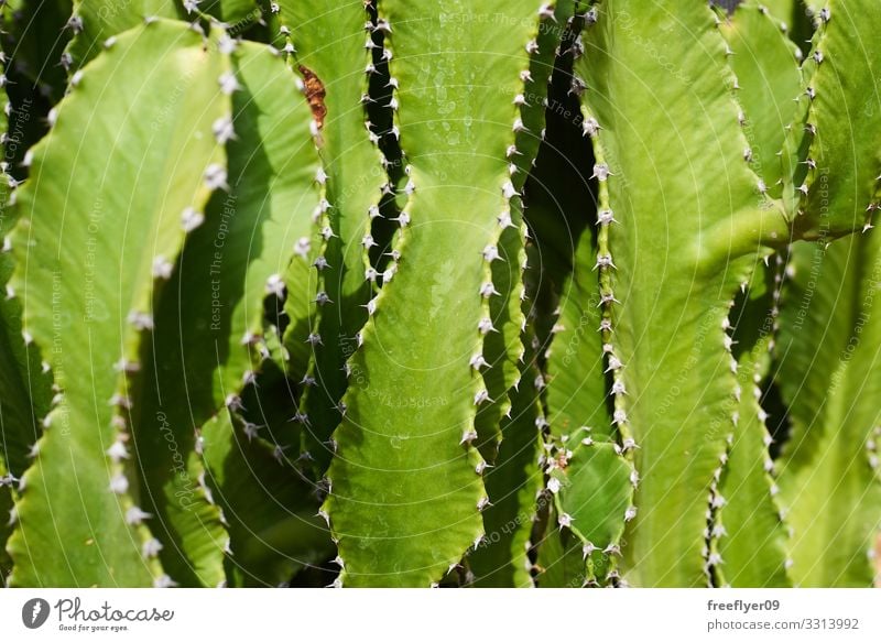 closeup of a green cactus texture Design Exotic Beautiful Skin Nature Plant Cactus Leaf Growth Fresh Thorny Green Dangerous Colour Surface lines Ornamental Tile