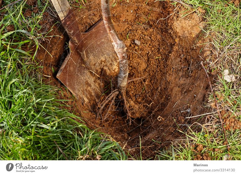 A shovel and roots of tree ready for planting into a hole. Life Garden Environment Nature Plant Spring Tree Grass Growth Small Natural Brown Green reforestation