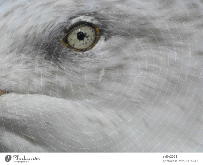 an instant... Animal Bird Animal face Eyes Seagull 1 Baby animal Observe Beautiful Uniqueness Curiosity Gray White Surveillance Pupil Iris Feather moment