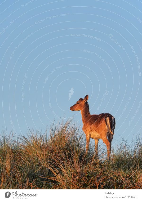 Fallow deer in the evening light Animal Cloudless sky Spring Beautiful weather Hill Dune Wild animal cervinae 1 Looking Stand Blue Brown Nature Environment Deer
