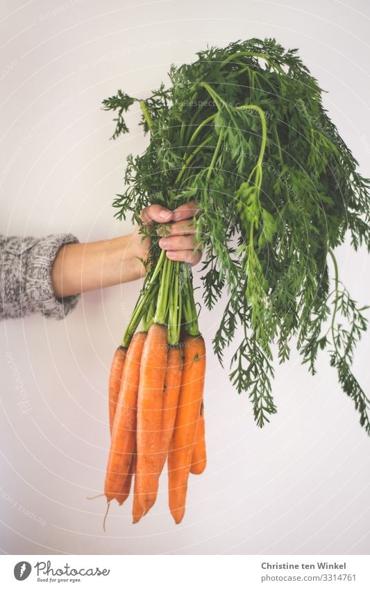 The hand of a young woman holds a bunch of carrots Food Vegetable Carrot Nutrition Organic produce Vegetarian diet Diet Vegan diet Young woman