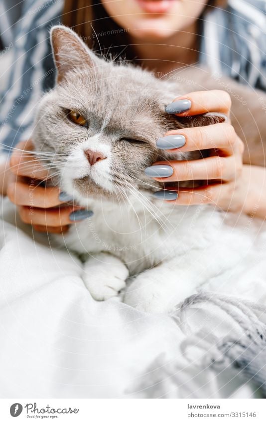 british breed cat being pet by a woman on a bed Delightful Mammal snuggle Small adopt Happy Love Home care Portrait photograph Soft Fluffy Fur coat Cat Kitten