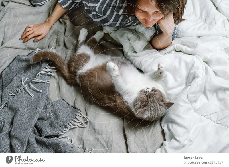 woman lying on a bed with her british breed cat adopt Delightful Animal care Cat Cute Domestic Soft Fluffy Fur coat Hand Happy Home Kitten Small Love Mammal Pet