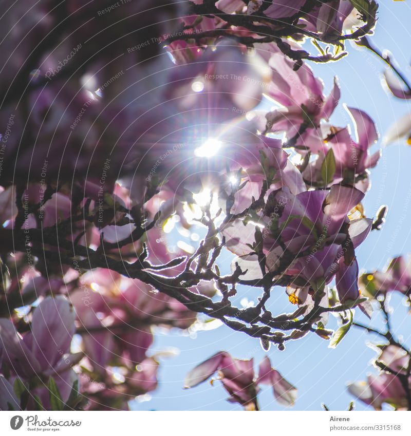 below the magnolia plants Magnolia blossom Pink pink White light blue Sunlight Brilliant rays Sunbeam Worm's-eye view Beautiful weather Spring Spring fever Hope