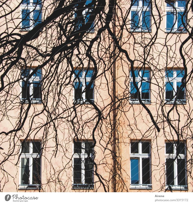 dishevelled Branch Twig Facade Window Hang Growth Berlin Pink Blue Black Structures and shapes Glazed facade Pattern Irregular Warped Tree Muddled Closed