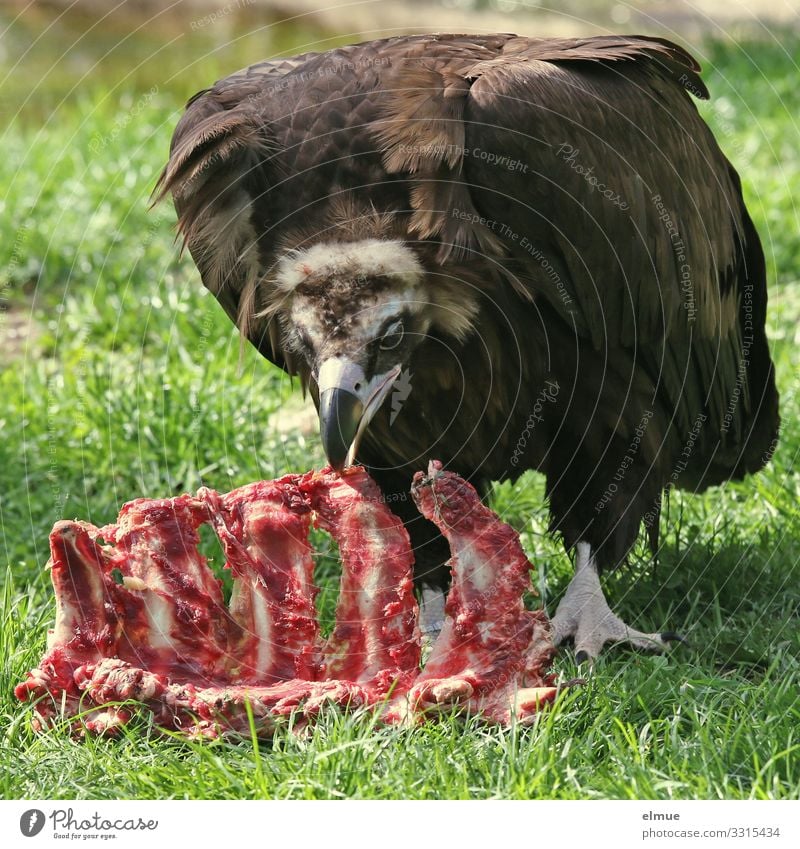 Meal! Wild animal Bird Black Vulture Scavenger Hooded Vulture Old World Vulture Bird of prey Plumed Feather Beak To feed Threat Gigantic Appetite Fear Voracious