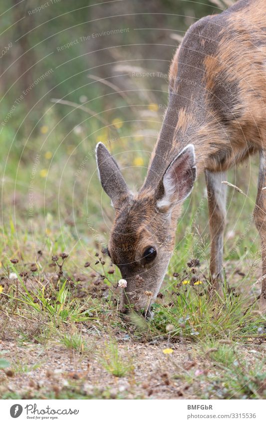 fawn eating Hunting Vacation & Travel Environment Nature Animal Meadow Roe deer Deer Mule deer Fawn 1 Baby animal To feed Stand Cute Happy Contentment Sympathy