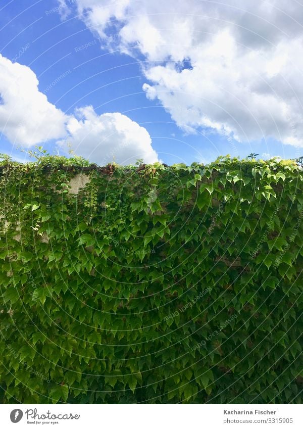 The green wall Environment Nature Animal Sky Clouds Spring Summer Autumn Climate Beautiful weather Plant Ivy Leaf Foliage plant Illuminate Growth Blue Green