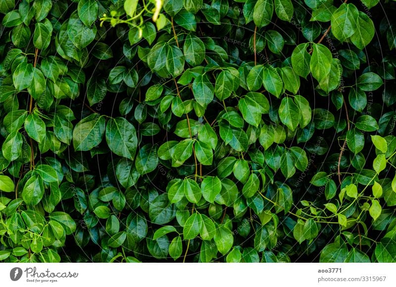 Green leaf background - a Royalty Free Stock Photo from Photocase