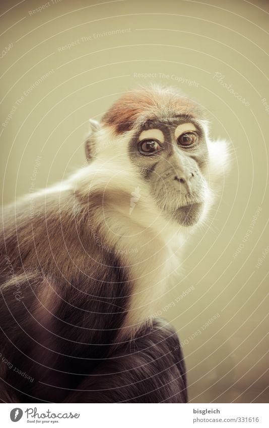 guenon Animal Animal face Pelt Monkeys Long-tailed monkey 1 Looking Sit Brown White Colour photo Subdued colour Interior shot Deserted Copy Space top
