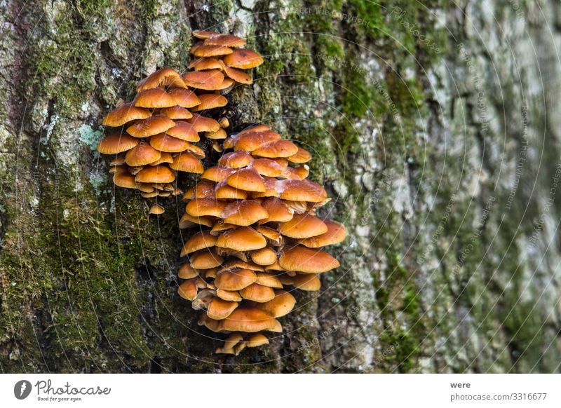 Mushrooms at their natural location in the forest Nature Yellow To enjoy Healthy Capreolus capreolus Eating out of the forest mushrooms Wooden basket copy space