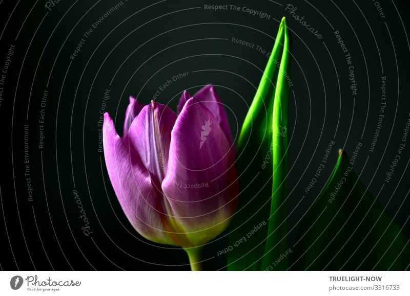 Lonely purple tulip blossom in front of a bright green leaf and neutral dark background as a greeting to Mother's Day Tulip blossom Violet flowers bleed flaked