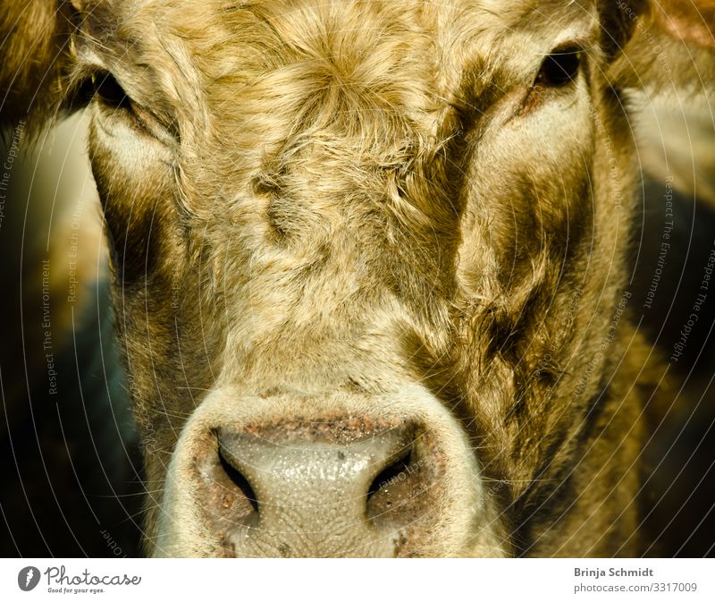 Profile of a black. brown cow Industry Farm animal Cow Animal face Pelt 1 Looking Wait Esthetic Friendliness Healthy Bright Muscular Strong Gray Silver