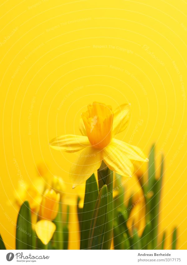 Beautiful daffodils against a yellow background Life Winter Valentine's Day Nature Plant Spring Flower Jump Yellow Beginning Advancement Growth many easter