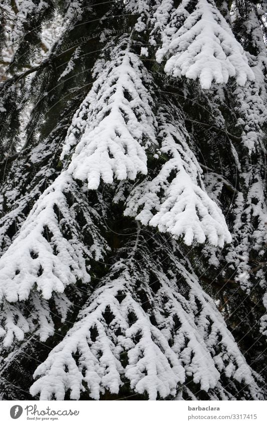 black and white conifer Nature Plant Winter Ice Frost Snow Tree Spruce Fir tree Stand Esthetic Dark Bright Tall Cold Black White Bizarre Climate Survive