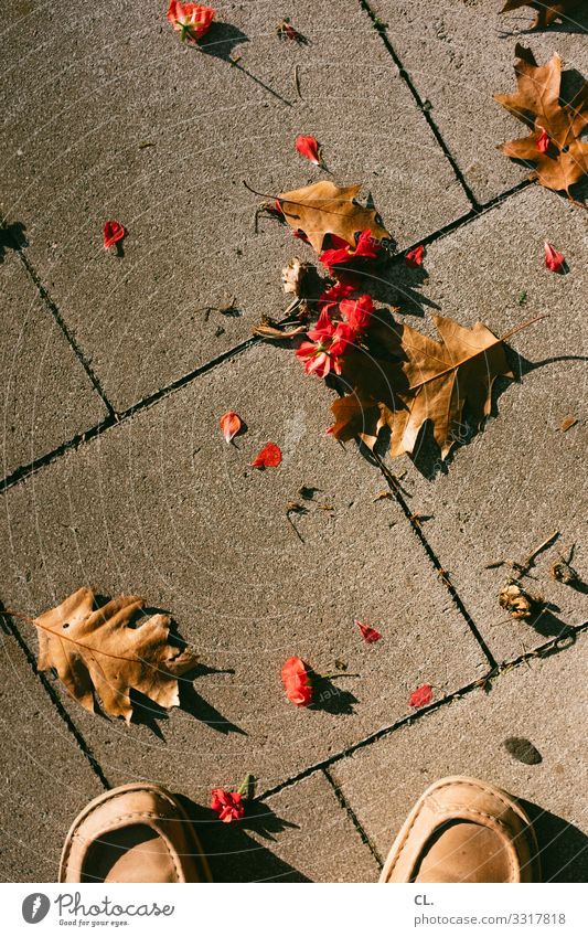 leaves and flowers Human being 1 Autumn Beautiful weather Flower Leaf Footwear Ground Stand Esthetic Brown Red Transience Take a photo Colour photo