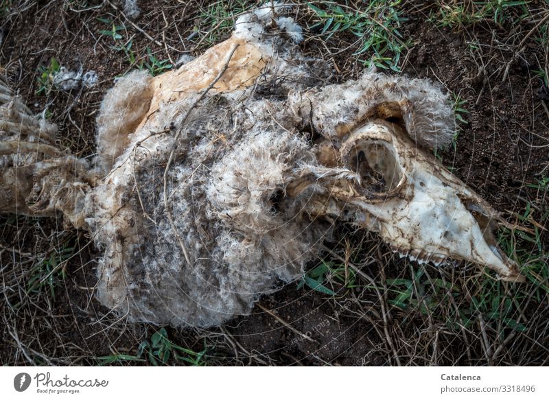 Past, the skin of a dead sheep lies in the grass - a Royalty Free Stock  Photo from Photocase