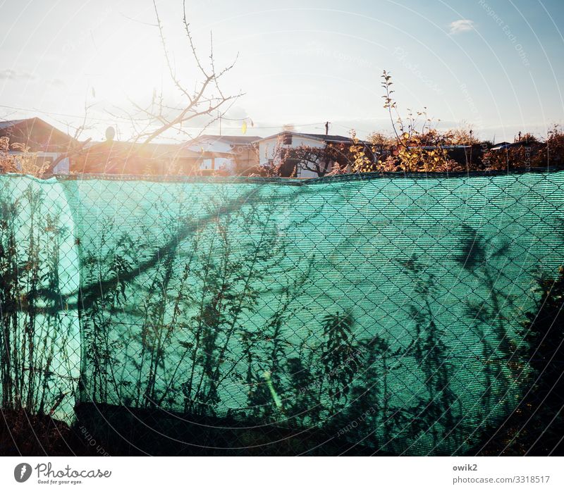 Behind the fence Cloudless sky Sun Beautiful weather Plant Tree Bushes Twigs and branches Garden Fence Barrier Boundary Boundary line Garden plot Colony