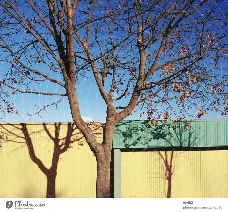 SHADOW BOXES Environment Nature Landscape Cloudless sky Autumn Beautiful weather Tree Branch Twigs and branches Shade of a tree Facade Home improvement store