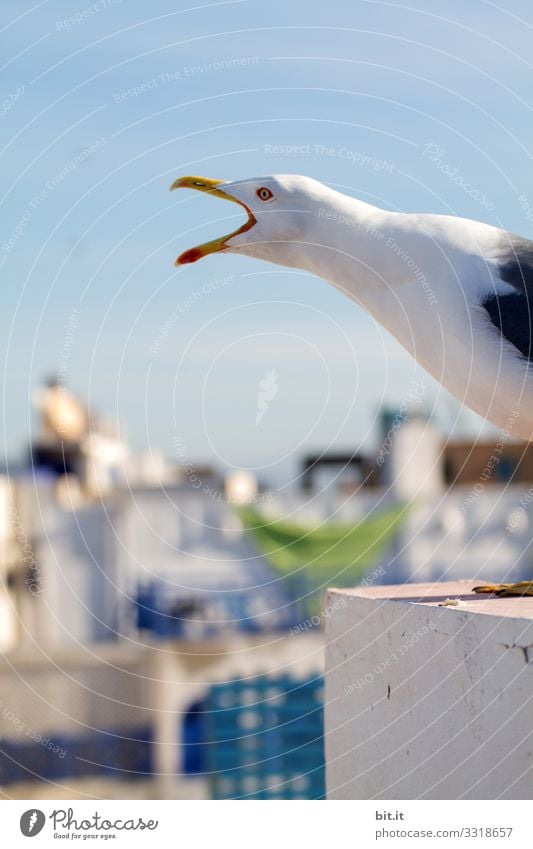 Screamer l Gull on the roof Vacation & Travel Far-off places Freedom Fishing village House (Residential Structure) Wall (barrier) Wall (building) Animal Bird